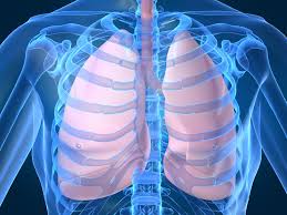 Physiology of the lungs