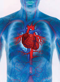 The physiology of the cardiovascular system