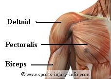 shoulder muscle imbalance, Muscle Tightness and Joint Injury
