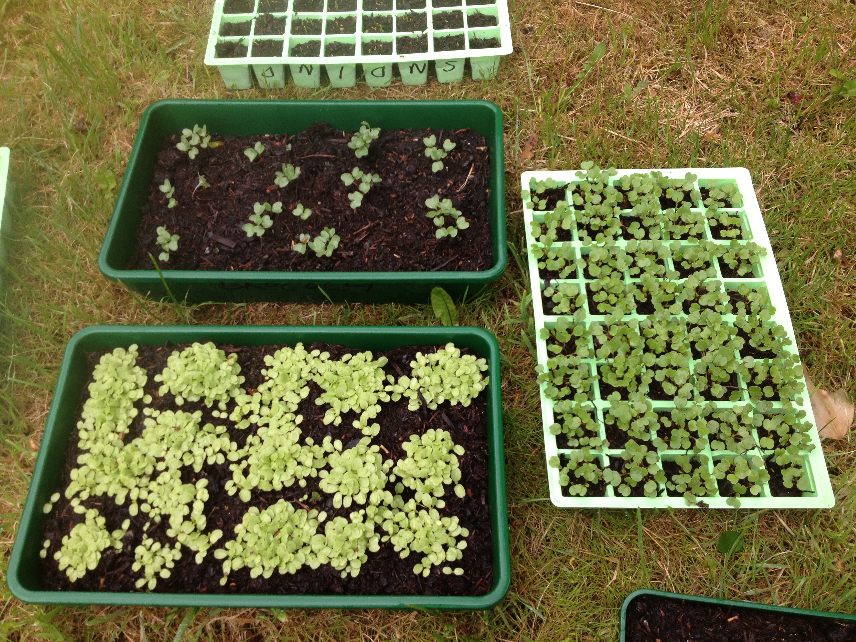 Organic Seeds, Seedlings, Organic Food