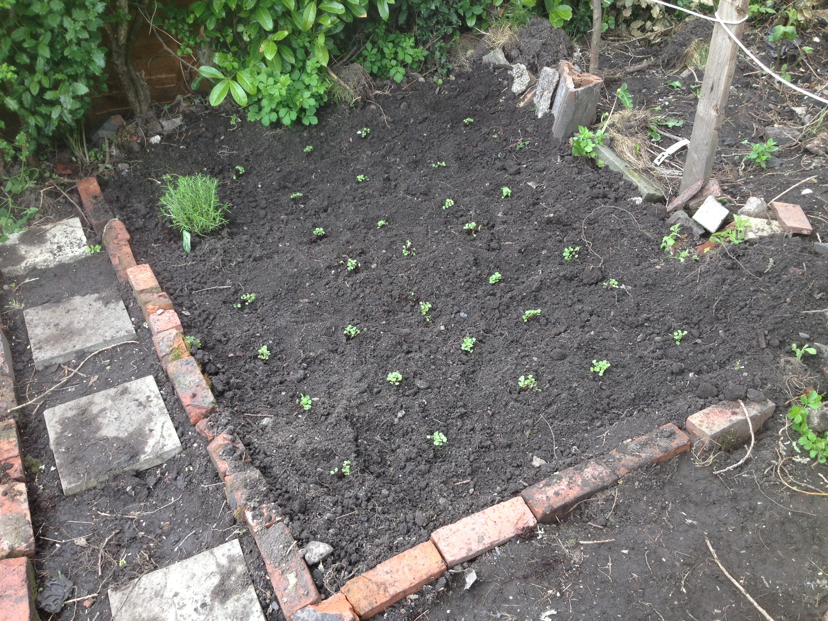 Organic, Vegetable, Salad, Herbs