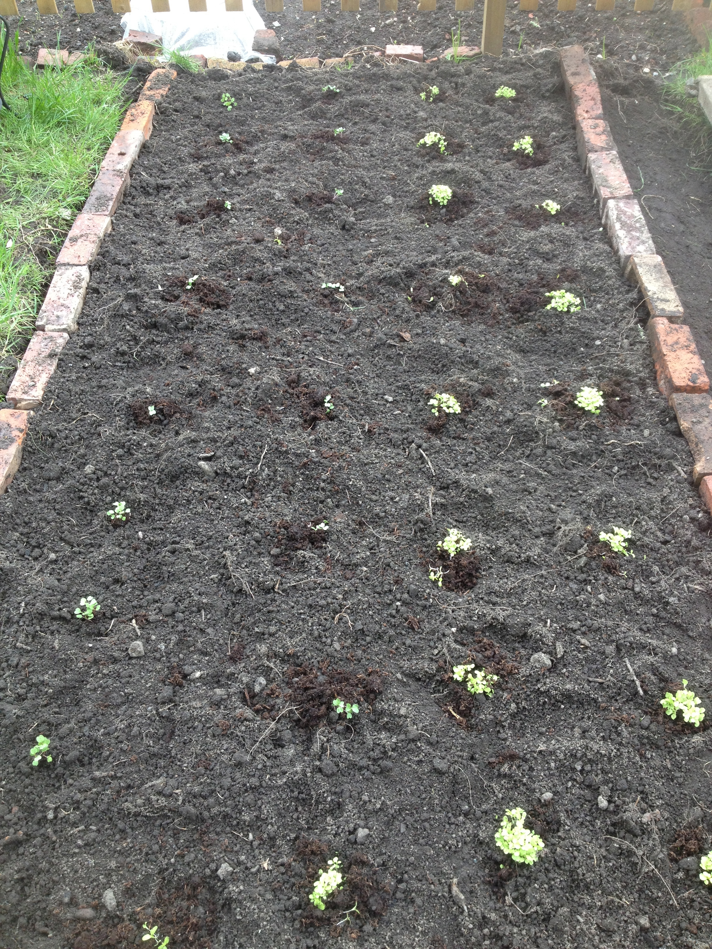 Vegetable Bed, Organic Allotment